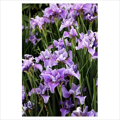 Iris - sibirica Percheron